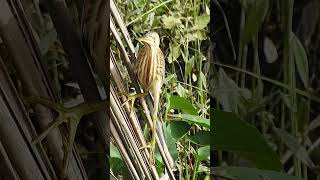 Yellow Bittern juvenile [upl. by Okemak]