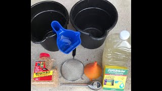 Part 1 How to properly Kill fungus gnats with using Mosquito bits for indoor or potted plants [upl. by Nosnev]