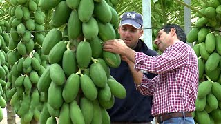 Awesome Papaya Cultivation Technology  Papaya Farming and Harvest  Papaya Processing [upl. by Feinleib]