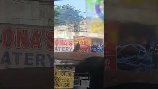 Kalapati sumakay ng jeep kamuning ro cubao [upl. by Einattirb]