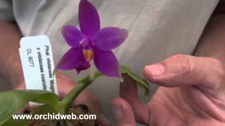 OrchidWeb  Phal violacea [upl. by Broeker]