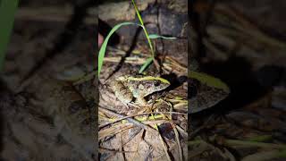 Funny sensitive Toad and frog  catch prank funny jumping  video funny frogs shorts [upl. by Nysilla343]