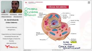 Generalidades  Célula eucariota [upl. by Gerhardt]