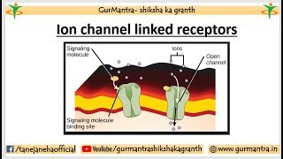 Ion channel linked receptors  Acetylcholine receptor  Cell Signaling [upl. by Oinotla]