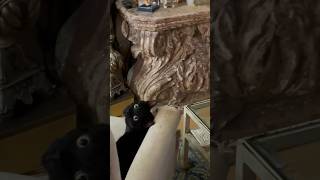 Adorable MiniPanther Watching YouTube minipanther bombaycat cuteanimal [upl. by Pfister]