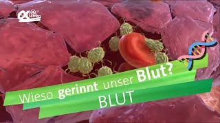 Blutgerinnung  alpha Lernen erklärt Biologie [upl. by Aicatsana36]