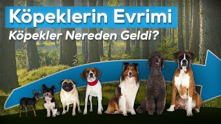 Köpekler Nereden Geldi [upl. by Doowrehs]