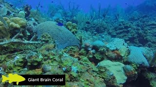 Roatan Scuba Diving Highlights with Wrecks and Fish ID in HD [upl. by Cargian]