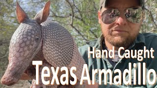 TEXAS Armadillo 9 banded Hand Caught [upl. by Kasper]