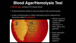 Microbiology HemolysisBlood Agar [upl. by Llenroc]