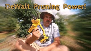 Basal Pruning with the new DeWalt Pruners [upl. by Niall40]