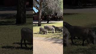 Waterberg Camp NWR [upl. by Waldack]