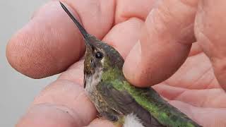 Petting Holding Hummingbird Male Starthroat [upl. by Sterrett]