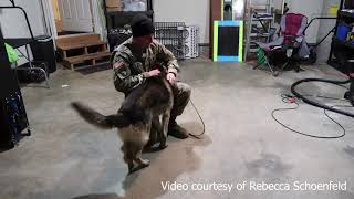 Retired military dog reunited with handler after five years [upl. by Novihc]