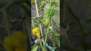 My Rooftop garden shorts garden rooftopgarden tomato [upl. by Acinomal]