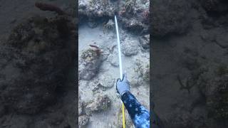 Nice easy large one in this sand hole🦞 Full video linked [upl. by Wyon844]