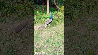 💙💙💙blue peacock 💙💙💙 peacock funny birds cute youtube viralvideo shortsasmr shortsclip sona [upl. by Kippy]