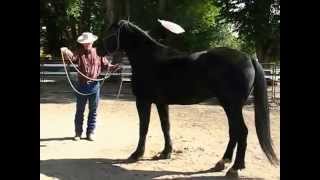 Toothless7Bucking Stock Rescue Sean Davies Colorado Reinsman [upl. by Coopersmith481]