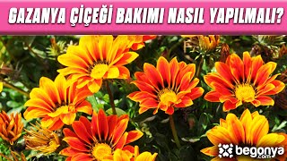 Gazanya Çiçeği Bakımı Nasıl Yapılmalı [upl. by Angelica497]