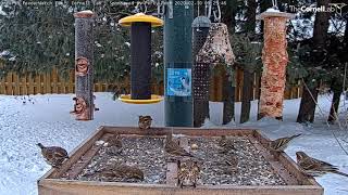 Whos Who Pine Siskins And Female Purple Finches Bring Streaky Plumages To Ontario – Feb 10 2020 [upl. by Ayarahs]