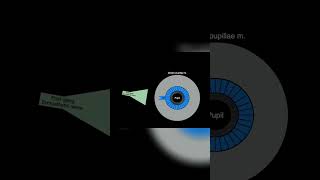 Understanding Pupil Dilation shorts anatomy science pupiloftheeye eyes [upl. by Yentnuoc]