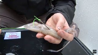 Squid Rig for Beginners  HOW TO [upl. by Neelloc]