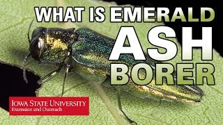 What is Emerald Ash Borer [upl. by Ajay]