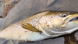 北海道十勝糠平湖 ブラウントラウト 47cm [upl. by Nommad]