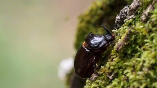 Lo Scarabeo Rinoceronte Oryctes nasicornis [upl. by Flatto]