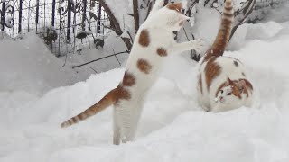 Cats Gone Crazy in 15 Inches of Snow 40 cm [upl. by Wistrup]