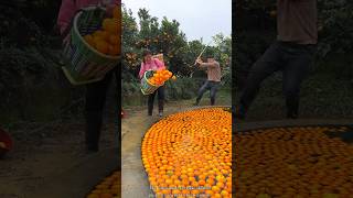 Orange 🍊🍊 Fruit Harvesting from Farm amp Rural Farmer Activites farming orange shorts [upl. by Airtina]