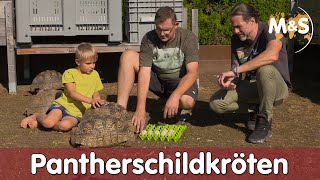 Pantherschildkröte  Stigmochelys pardalis Geochelone  Reptil TV [upl. by Nosiaj]