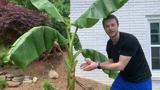 How to Grow Bananas in Containers  Complete Growing Guide [upl. by Hole818]