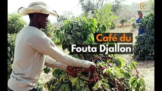 Guinée  Café du Fouta Djallon [upl. by Lissie]