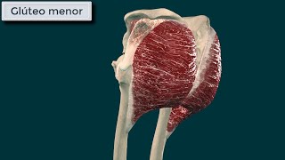 Gluteo Menor Origen Inserción Función e Inervación [upl. by Adnawyt721]