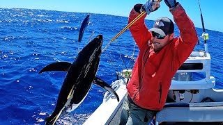 Tuna FRENZY Stickbaiting Yellowfin in 2000m of water catch clean cook [upl. by Sewel371]