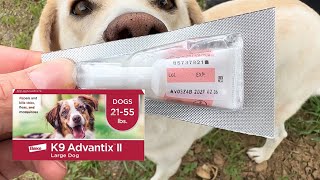 How to Apply K9 Advantix II Flea amp Tick Topical [upl. by Khoury]