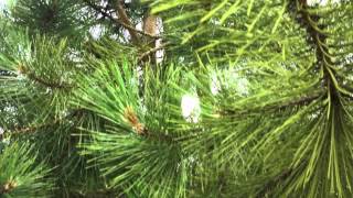 Pinus Nigra Nigra  The Austrian Black Pine  Irish Tree Centre Review [upl. by Skutchan]