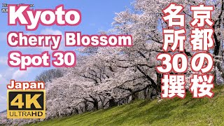 4K Japan Kyoto Cherry Blossom Spot 30（sakura 京都の桜名所30 京都観光 旅行 案内 清水寺 平安神宮 嵐山 円山公園 哲学の道 醍醐寺 二条城 祇園白川 [upl. by Arahsak]