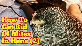 How To Get Rid Of Mites In Chickens2 [upl. by Amias]