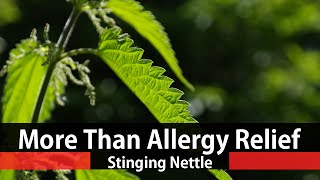 The Benefits Of Stinging Nettle  Urtica Dioica [upl. by Nisay223]