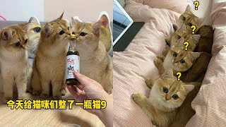 【牛奶是只猫】小老三：一个能喝的都没有！小猫咪看电视竟然会上瘾！！ [upl. by Saqaw]