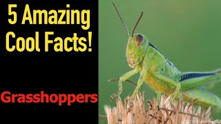 5 Fascinating Facts About Grasshoppers [upl. by Ennairda]