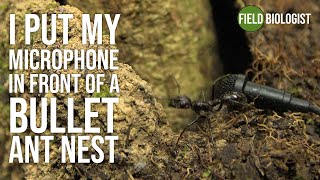 I put my microphone in a bullet ant nest [upl. by Kolodgie206]