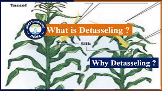 What is Detasseling   Detasseling in Maize  Detasseling in Corn  मक्का में Detasseling [upl. by Bopp77]