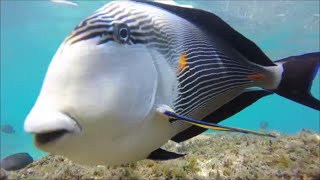 Snorkelling with fish in the Red Sea at Sharm El Sheikh Egypt 🐠🐟🐡🦈🦐🏊‍♂️🇪🇬 [upl. by Lecirg]