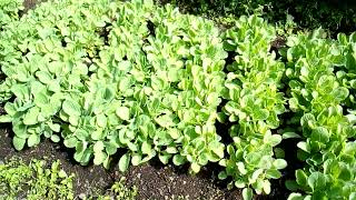 VEGETABLE FARMING AMONG THE BATWA AS A WAY OF FIGHTING MALNUTRITION AMONG YOUNG CHILDREN2 [upl. by Haeckel114]