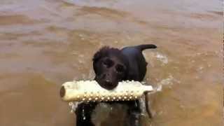 11 week old Boykin Spaniels intro to water [upl. by Merkle]