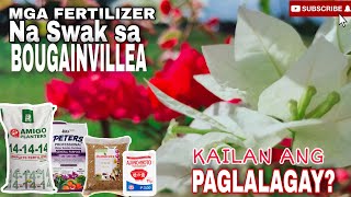 BOUGAINVILLEA CARE  ANONG FERTILIZER ANG SWAK SA BOUGAINVILLEA KAILAN ANG PAGLALAGAY [upl. by Ahsit99]