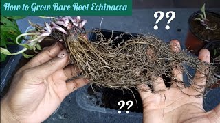 How to Grow Bare Root Echinacea Purple Cone Flowers Perennial Container Balcony Garden [upl. by Obeng919]